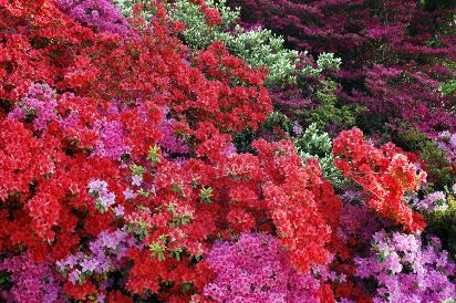 Garden and Flower Show Holidays