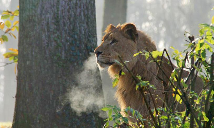 Christmas at Longleat & Salisbury's Christmas Market